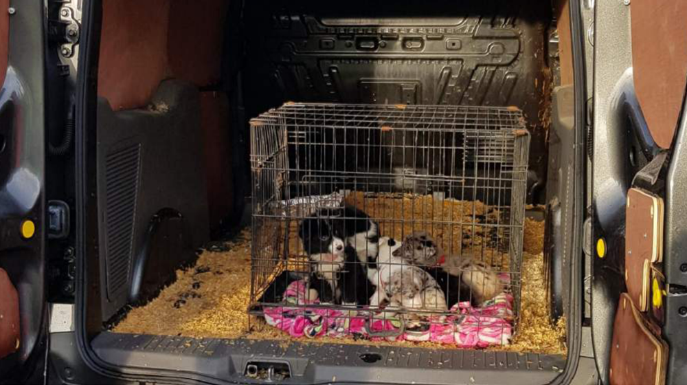A group of puppies sit in a cage in the back of a van.